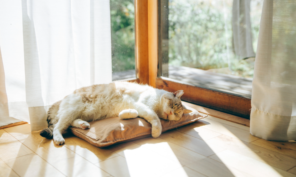 窓際に寝そべる猫。ペットも紫外線によって皮膚や目に影響を受ける。